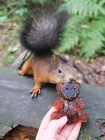 Мармелад сосновый "Мишка" на пектине с сосновой шишкой, 90 г Мармелад сосновый "Мишка" на пектине с сосновой шишкой, 90 г